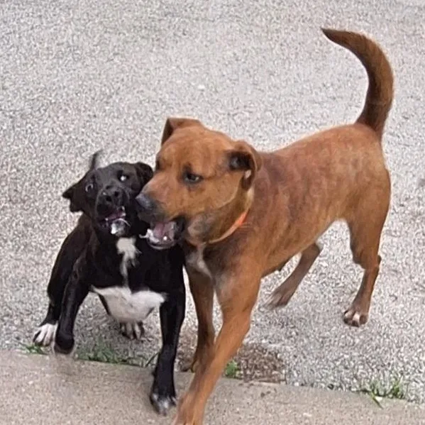 A young medium-sized female Red / Chestnut / Orange Mixed Breed dog named Rose for adoption in Stanton, KY