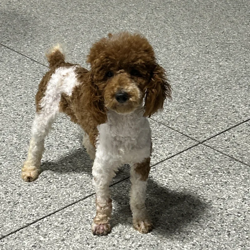 A young small-sized male Red / Chestnut / Orange Miniature Poodle dog named Eddie for adoption in Antwerp, OH