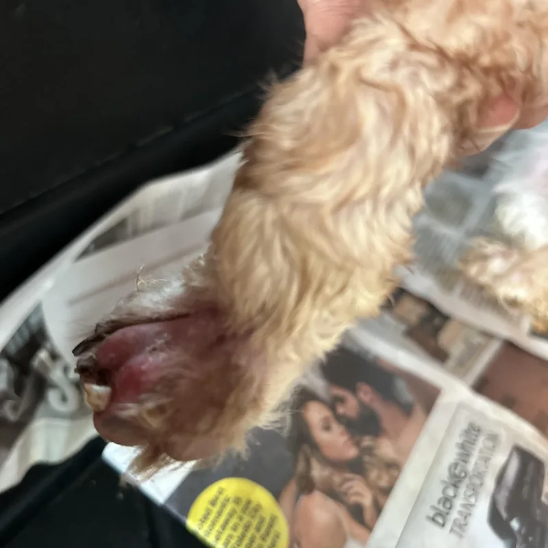 Eddie thumbnail 2