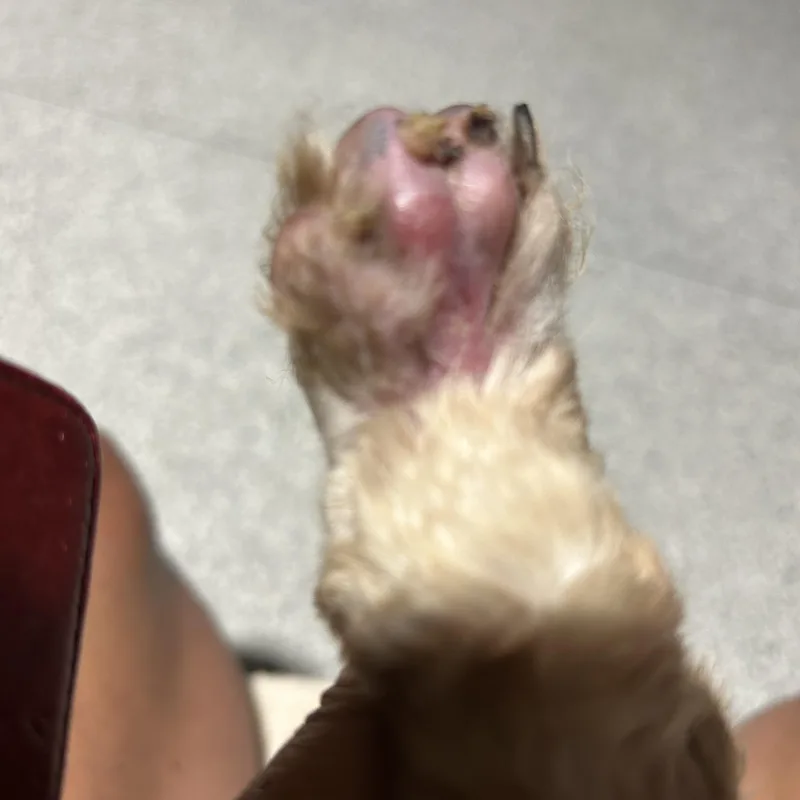 Eddie thumbnail 4
