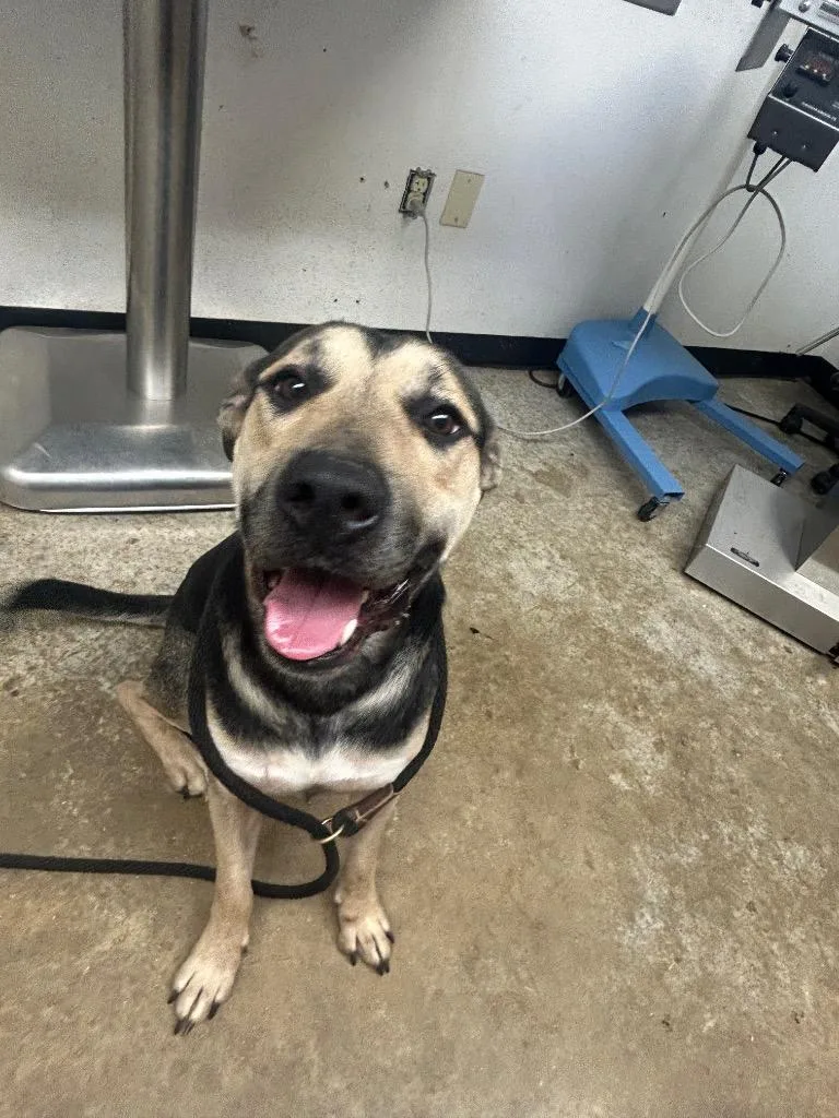 An adult large-sized male Shepherd dog named Elvis for adoption in Lockhart, TX