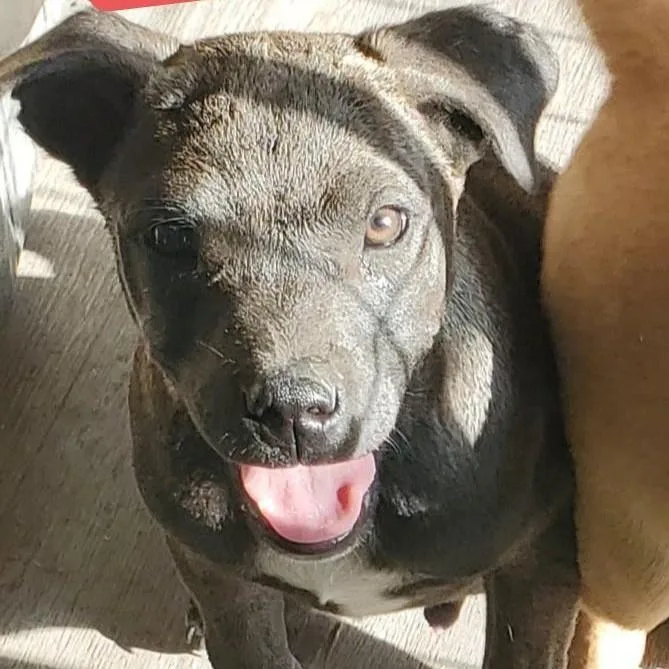 A baby medium-sized male Black Labrador Retriever dog named Bud for adoption in Albany, NY