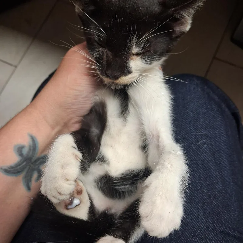 A baby small-sized female Black Domestic Short Hair cat named Roxy for adoption in Lufkin, TX