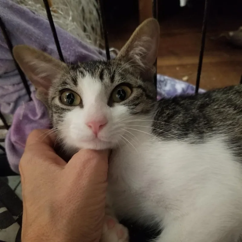 A baby small-sized female White Domestic Short Hair cat named Bennie for adoption in Los Angeles, CA