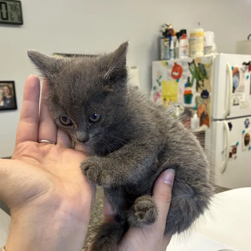 A baby small-sized female Gray / Blue / Silver Domestic Short Hair cat named High Light for adoption in Morganfield, KY