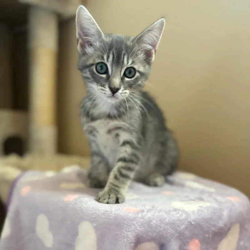 A baby small-sized female Tabby (Gray / Blue / Silver) Tabby cat named Susie for adoption in Antioch, CA