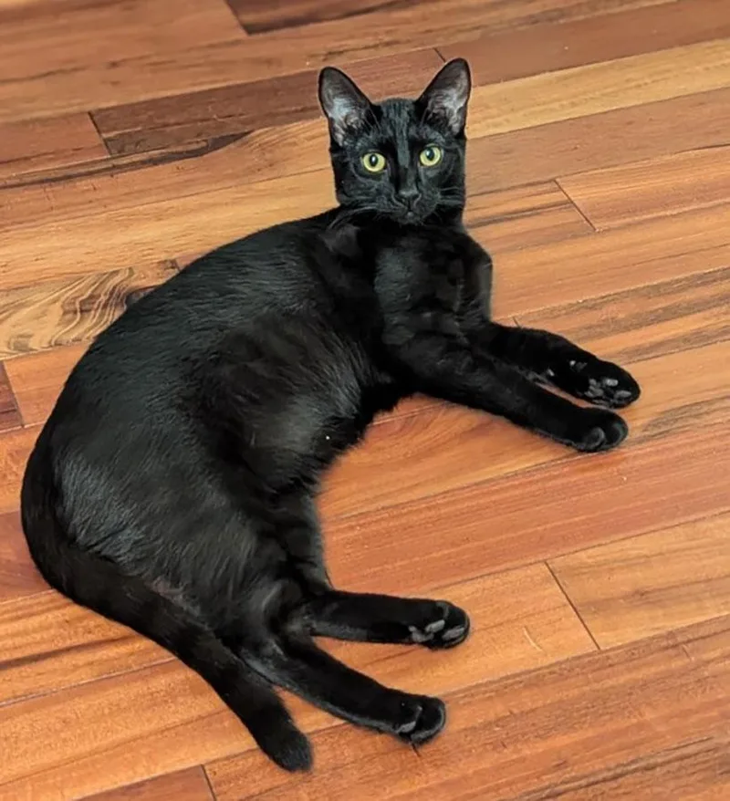 A baby small-sized female Domestic Short Hair cat named Pixie for adoption in Bowie, MD