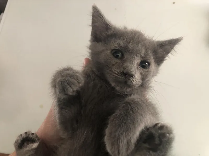 A baby small-sized female Gray / Blue / Silver Domestic Short Hair cat named Rosalind for adoption in Emporia, KS