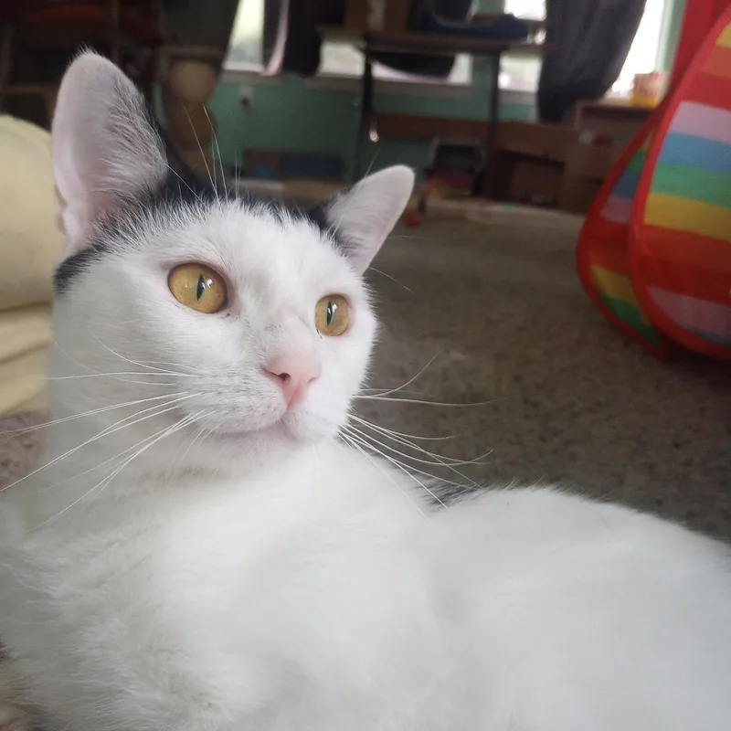 A young medium-sized male Domestic Short Hair cat named Ollie for adoption in Magnolia Springs, AL