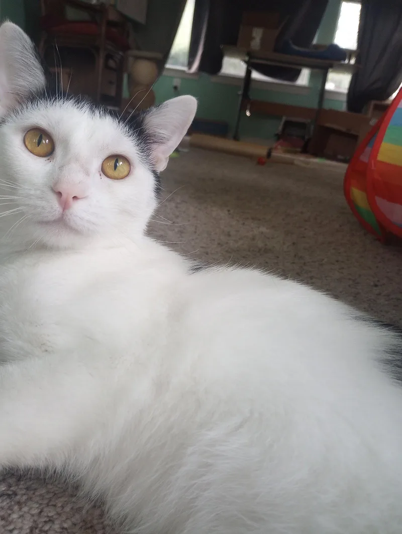 Ollie thumbnail 2