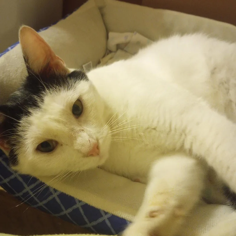 Ollie thumbnail 3