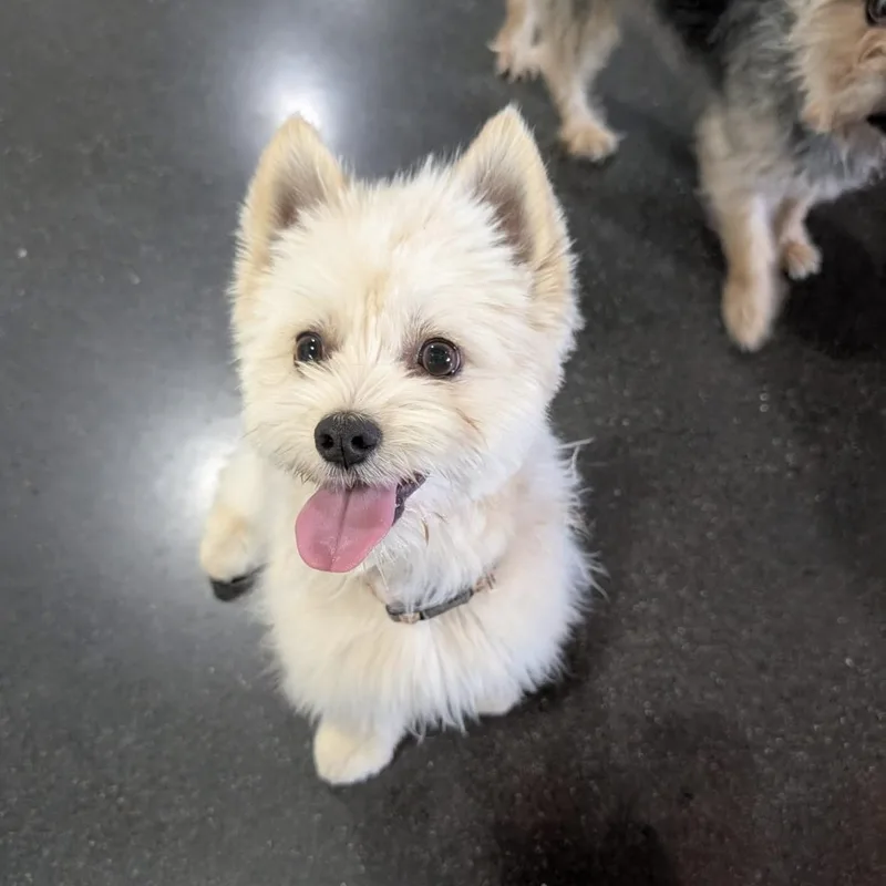 A young small-sized male Apricot / Beige Terrier dog named Lucky for adoption in Bellingham, WA