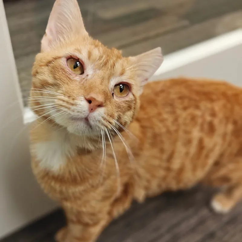 An adult medium-sized male Domestic Short Hair cat named Luigi for adoption in Cumming, GA