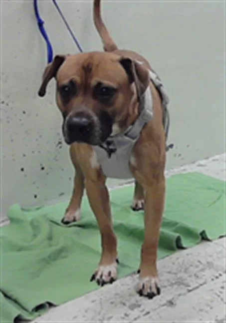 An adult medium-sized male American Bulldog dog named Casper for adoption in Houston, TX