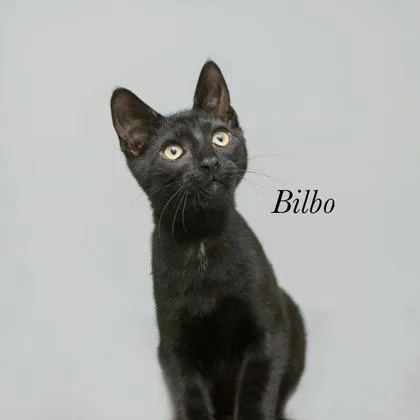 A baby small-sized male Domestic Short Hair cat named Bilbo for adoption in Parma, OH