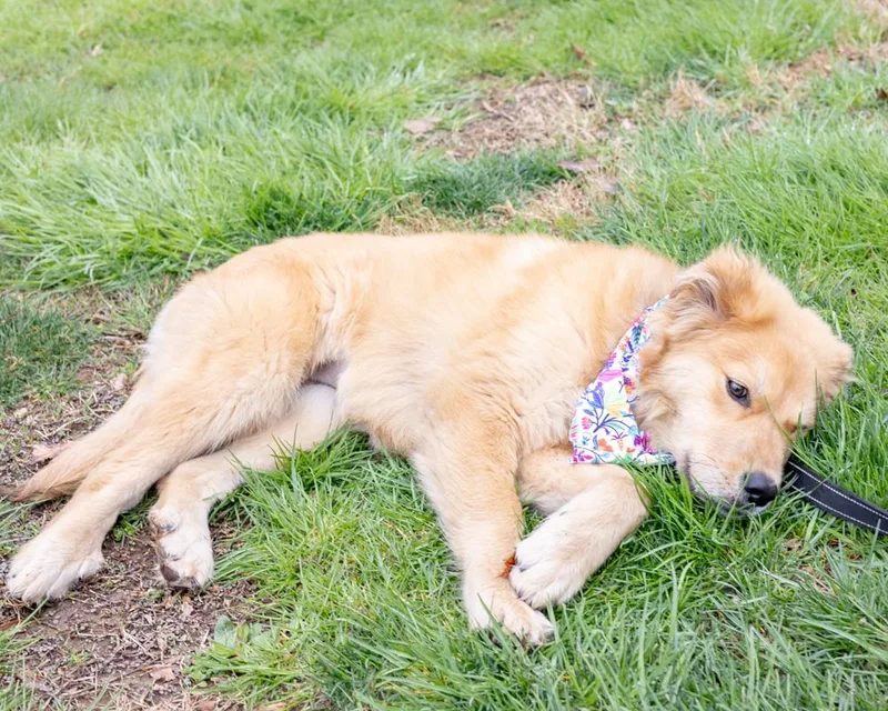 A baby medium-sized female Yellow / Tan / Blond / Fawn Golden Retriever dog named Alice for adoption in West Grove, PA
