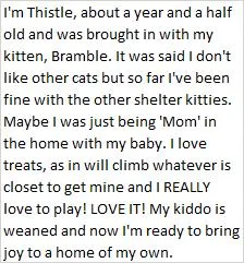 A young medium-sized female Domestic Medium Hair cat named Thistle for adoption in Libby, MT