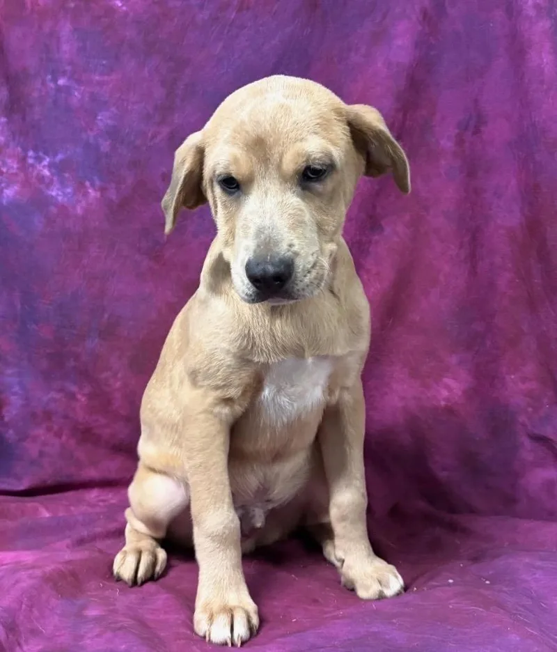 A baby extra large-sized male Shepherd dog named Tuck for adoption in North Syracuse, NY