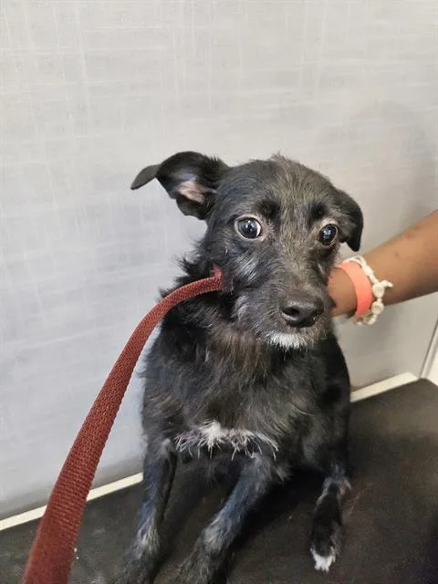 A young small-sized female Mixed Breed dog named A for adoption in Palmetto, FL