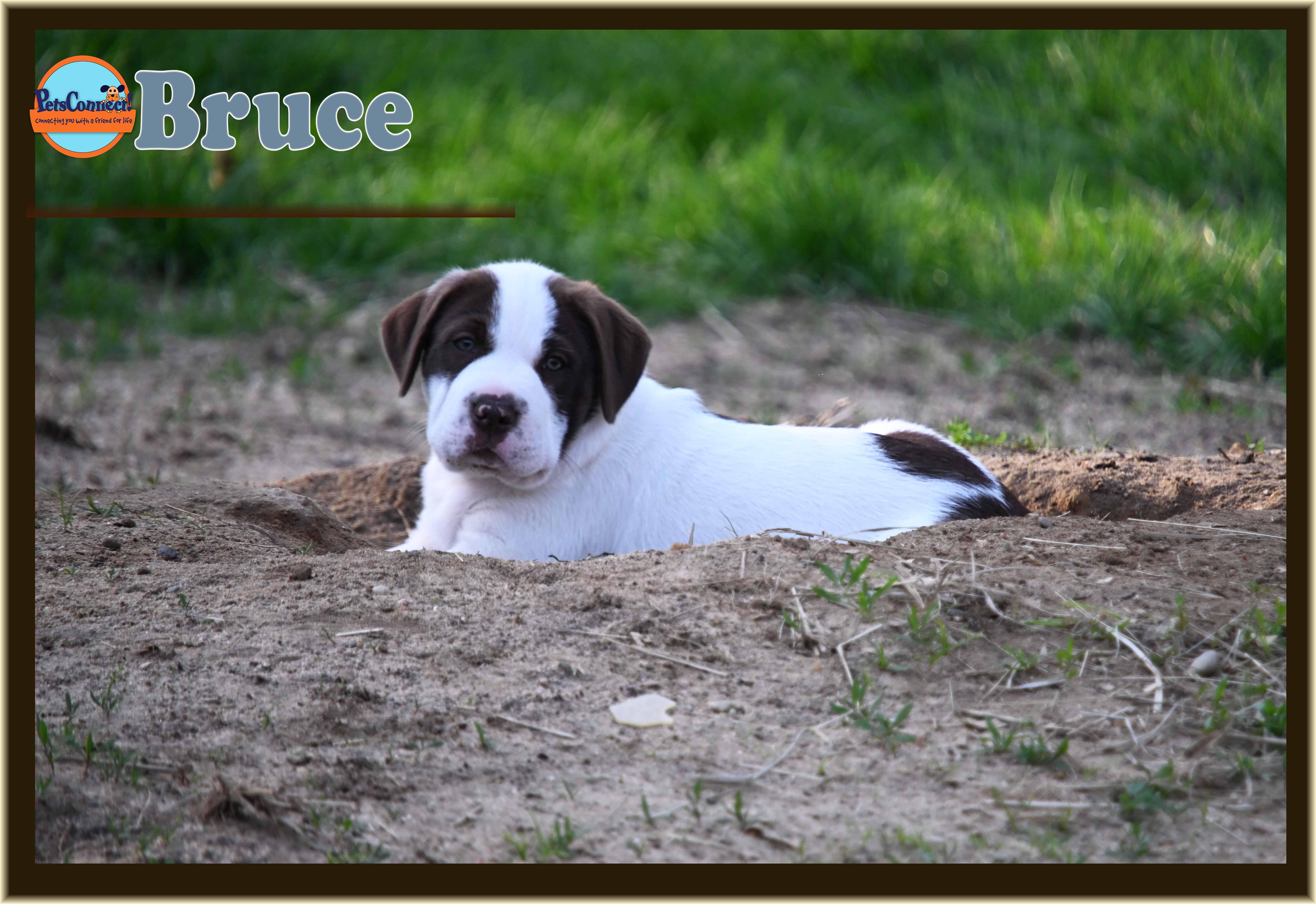 A baby medium-sized male Brown / Chocolate English Pointer dog named Bruce for adoption in South Bend, IN
