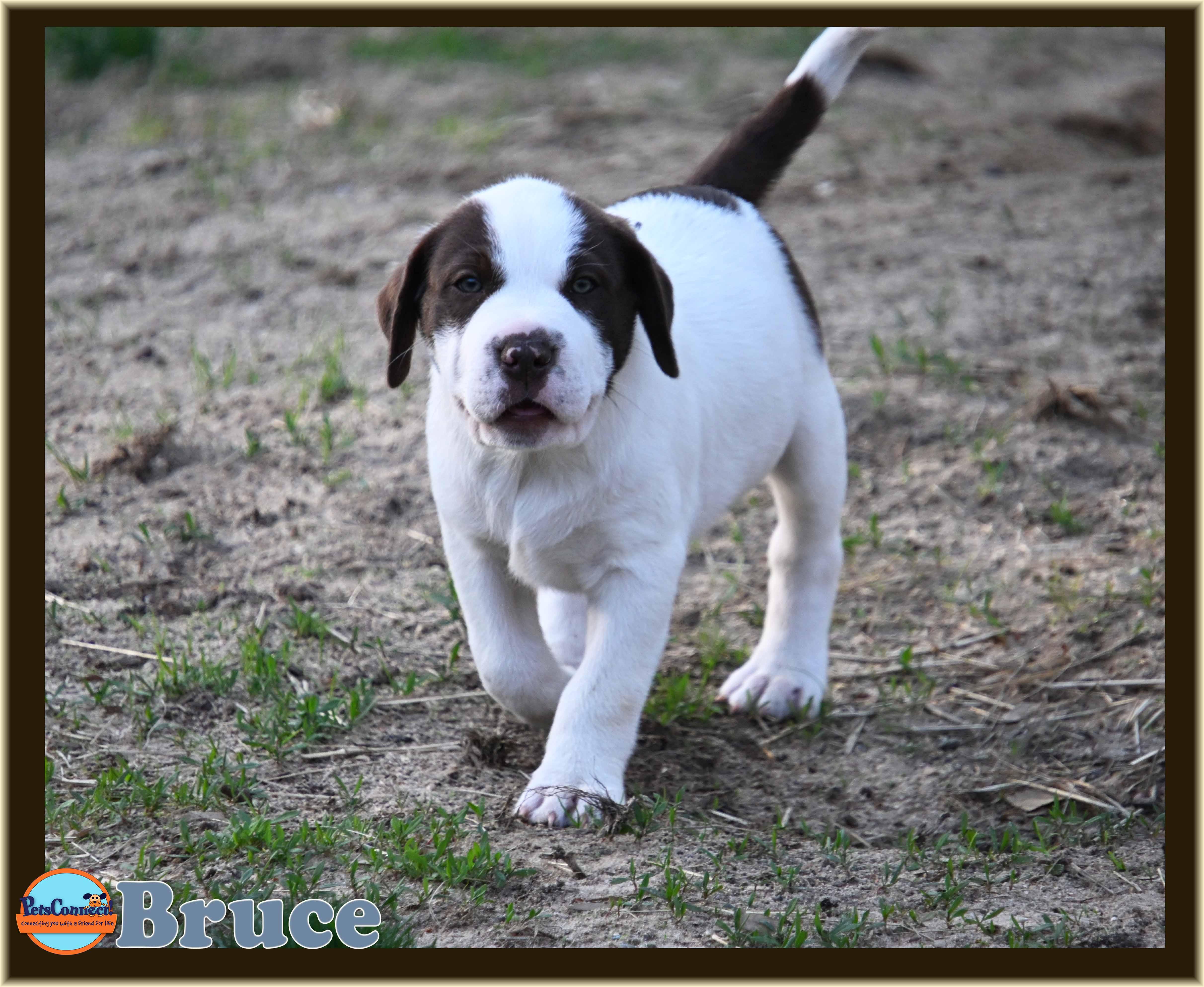 Bruce thumbnail 2
