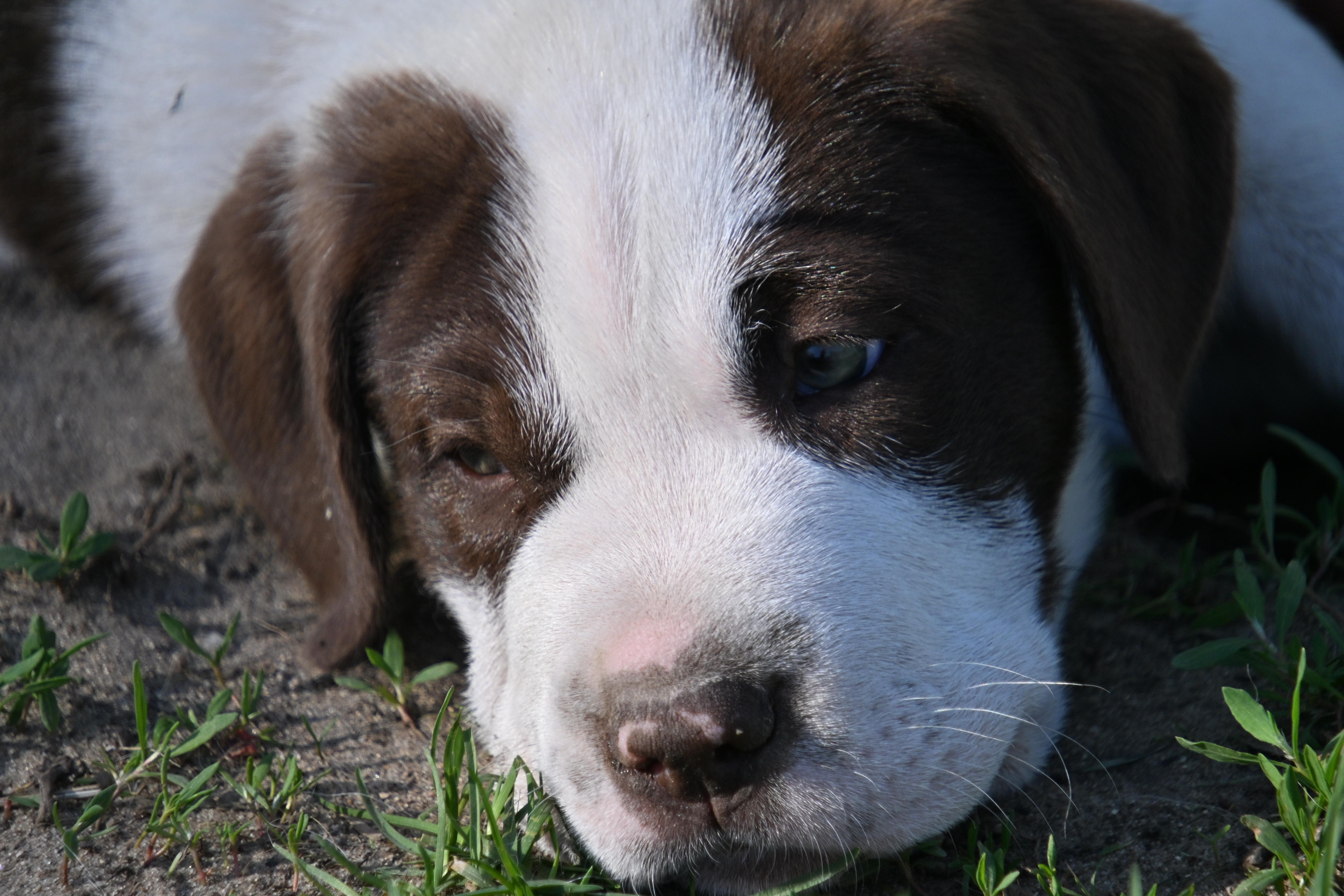 Bruce thumbnail 3
