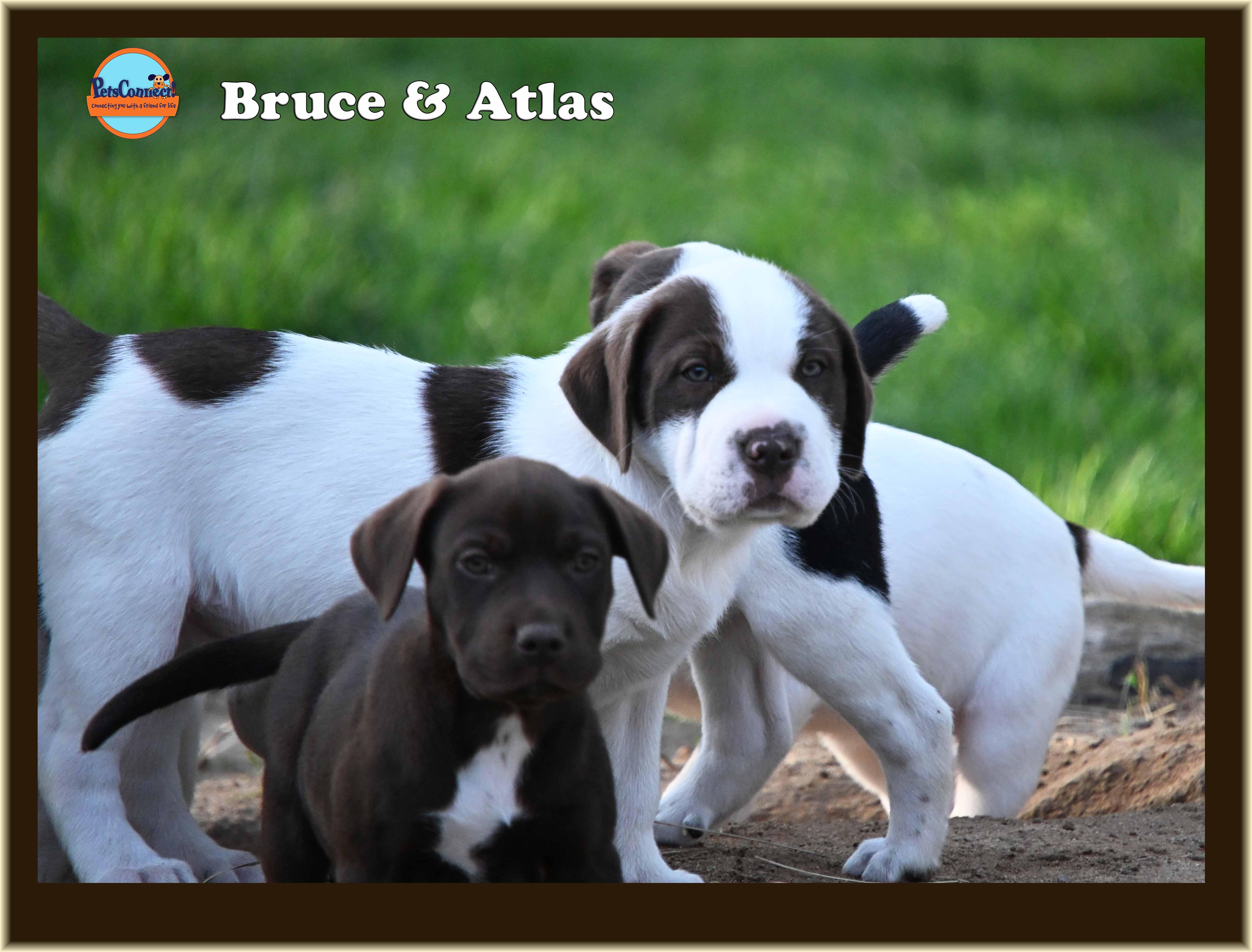 Bruce thumbnail 4