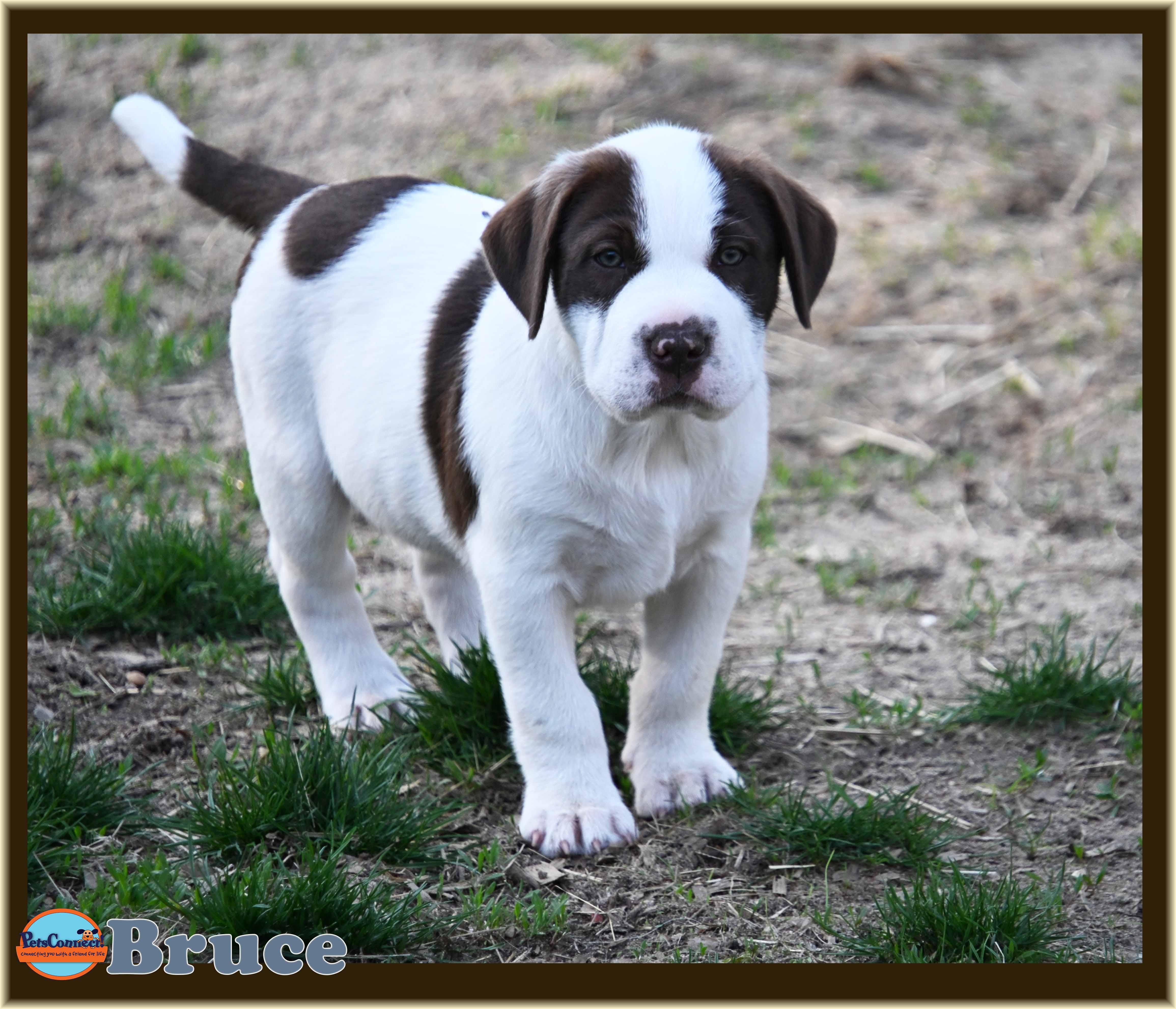 Bruce thumbnail 5