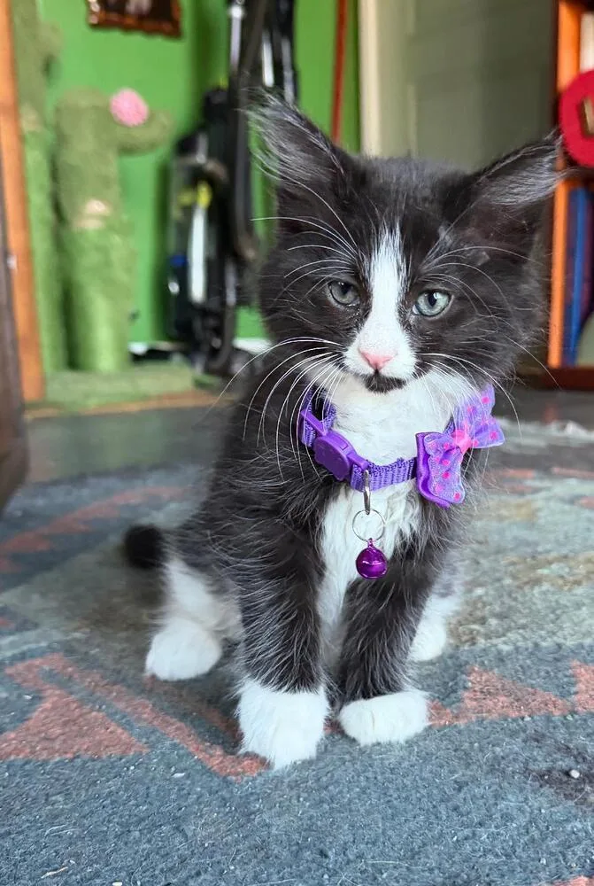 A baby medium-sized female Black & White / Tuxedo Domestic Long Hair cat named Kip for adoption in Oceanside, CA