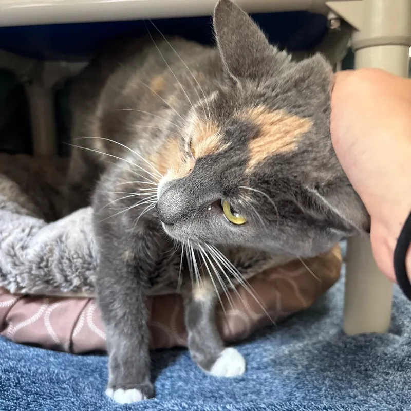 A young medium-sized female Calico Domestic Short Hair cat named Pico De Gato for adoption in York, PA
