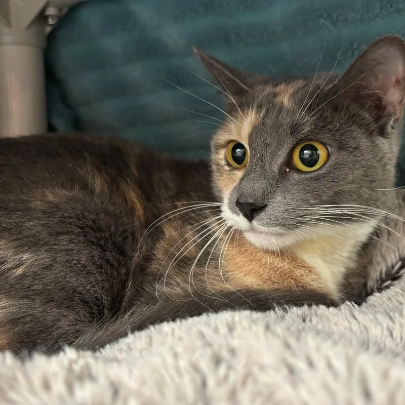 Pico De Gato thumbnail 4