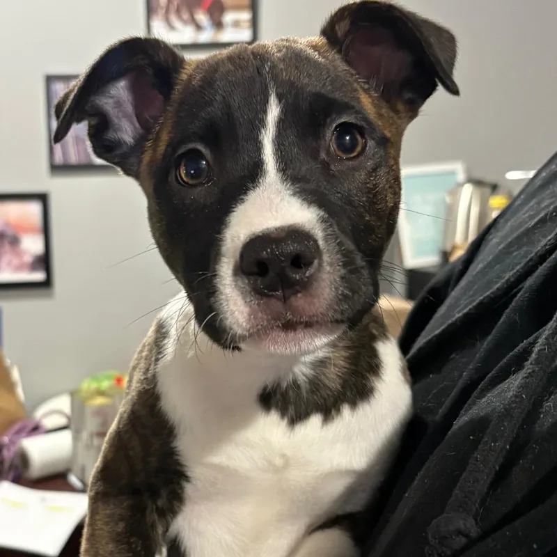 A baby medium-sized female White / Cream Mixed Breed dog named Joanie for adoption in Wappingers Falls, NY