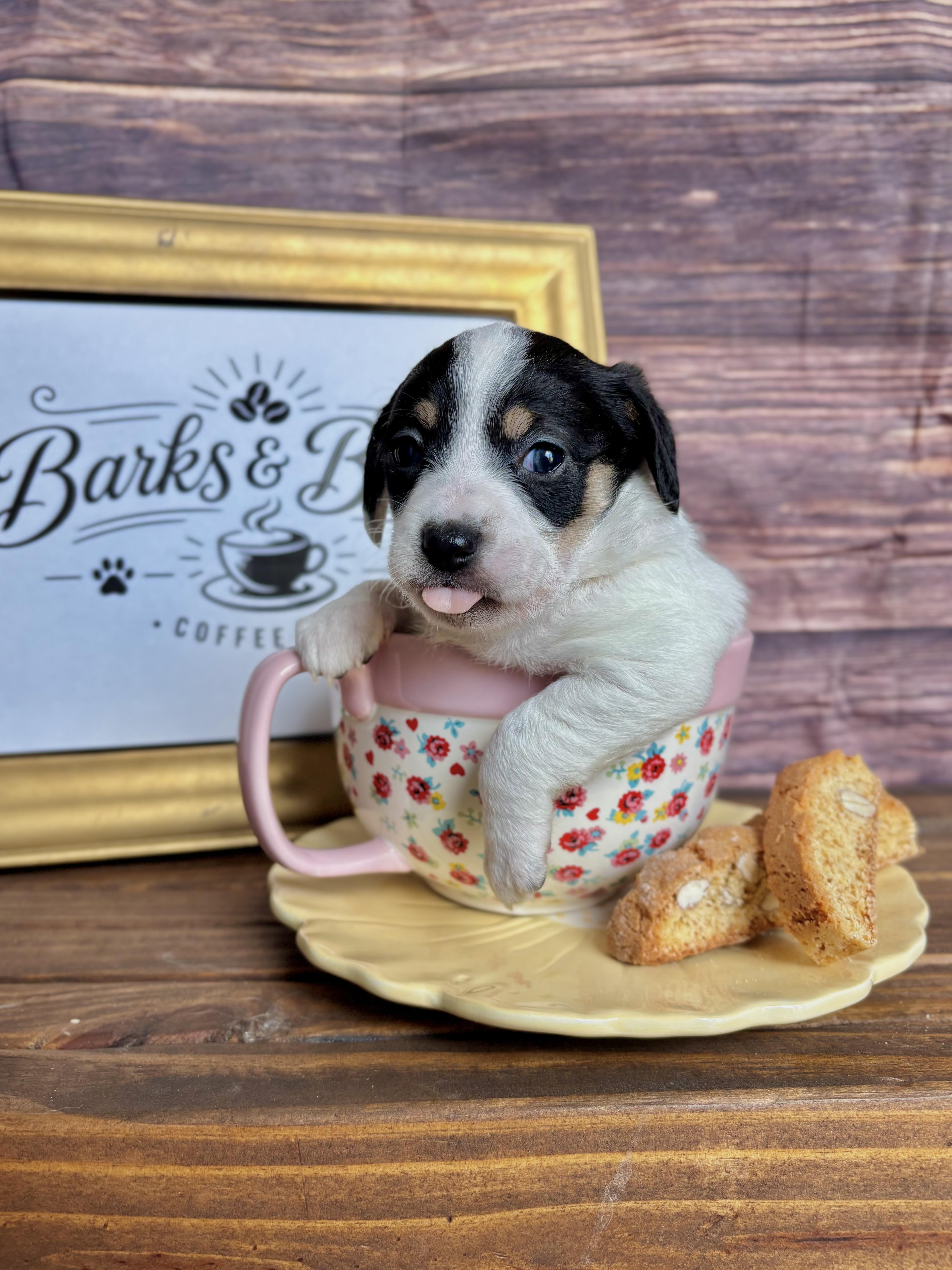 Biscotti  Coffee Litter thumbnail 3