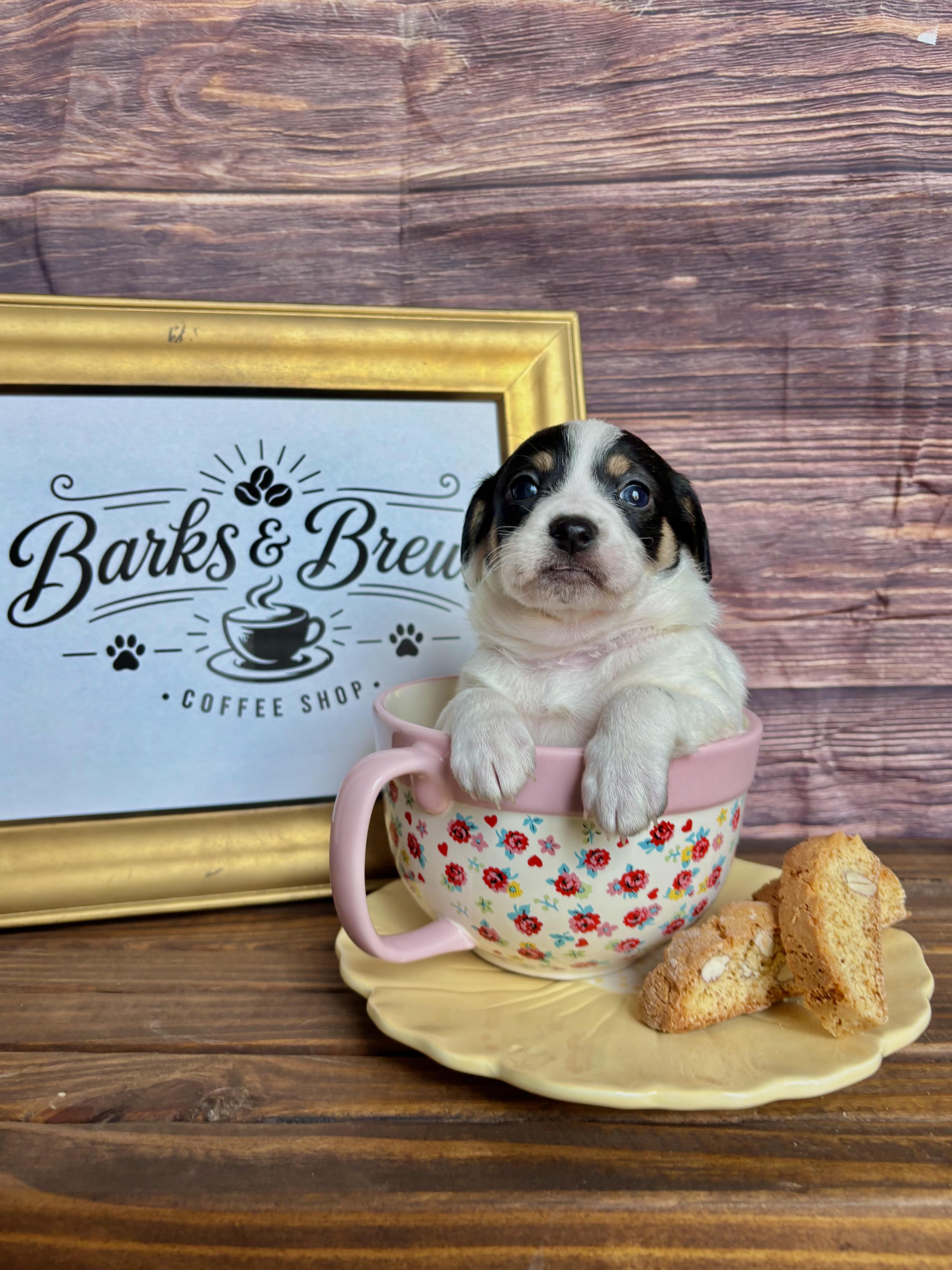 Biscotti  Coffee Litter thumbnail 5