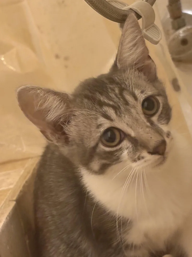 A baby medium-sized male Domestic Short Hair cat named Elmo for adoption in Oviedo, FL