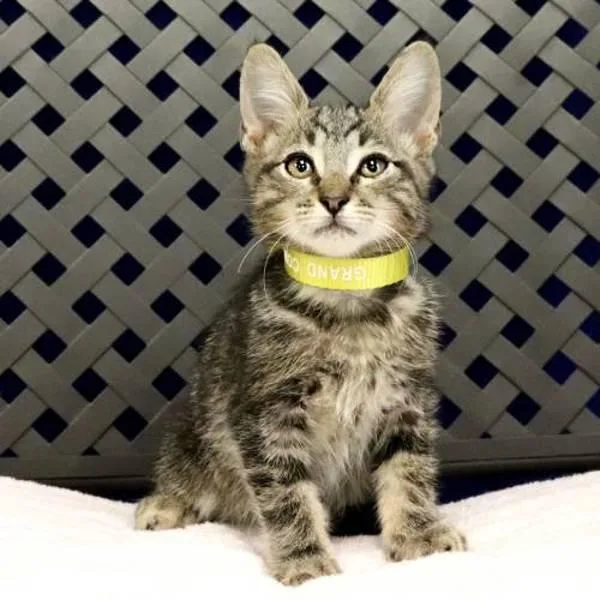 A baby small-sized male Domestic Short Hair cat named Quokka for adoption in Midland, TX
