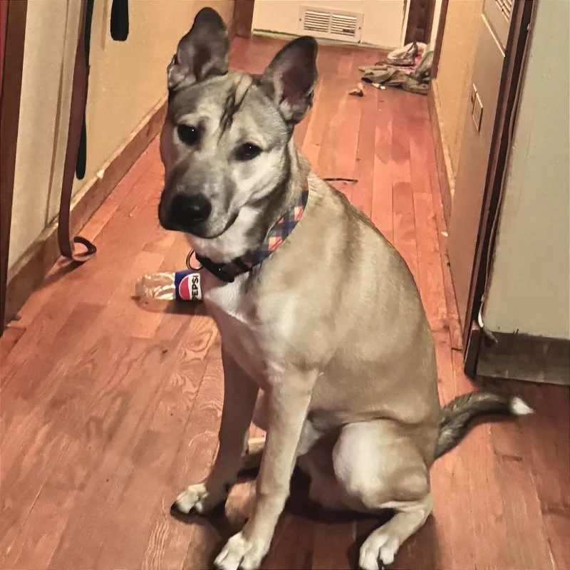 A young medium-sized male Husky dog named Jasper for adoption in Waynesville, NC