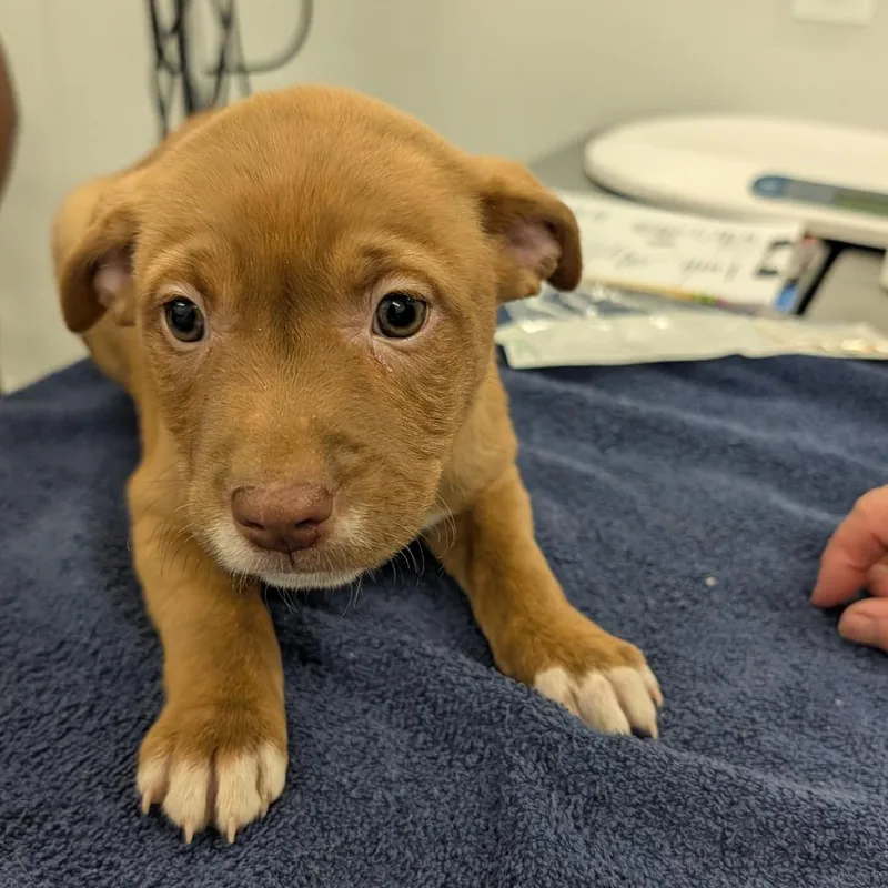 A baby small-sized female Brown / Chocolate Labrador Retriever dog named Bendix for adoption in Winston Salem, NC