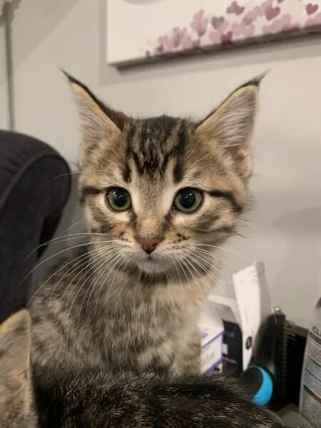 A baby small-sized female Tabby (Brown / Chocolate) Domestic Short Hair cat named Dana for adoption in Anoka, MN