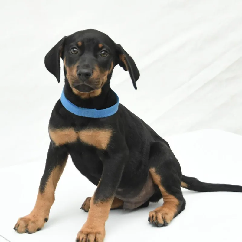 A baby medium-sized male Black Rottweiler dog named Maverick for adoption in South Elgin, IL