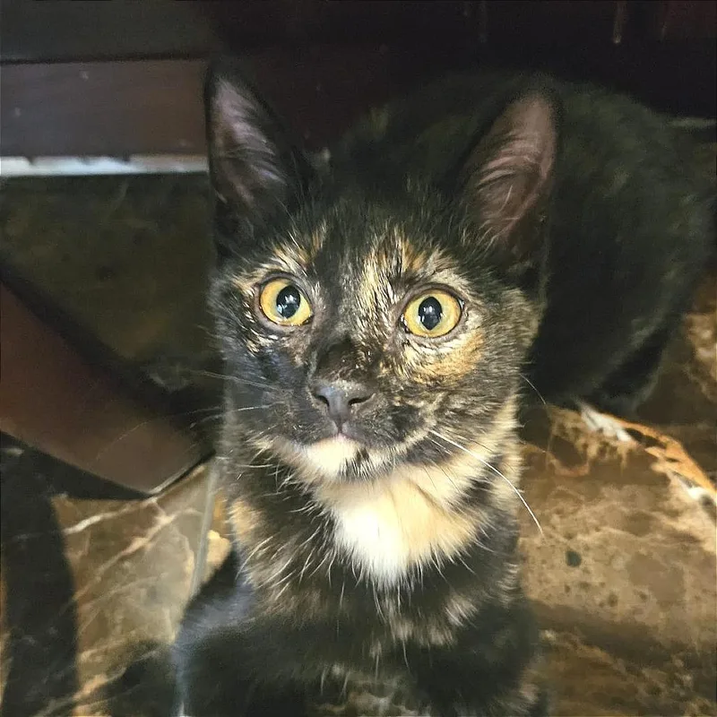 A baby small-sized female Tortoiseshell Domestic Short Hair cat named Syrah for adoption in Morgan Hill, CA