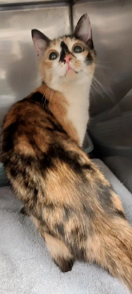 A baby medium-sized female Domestic Short Hair cat named Sallymae for adoption in Mocksville, NC