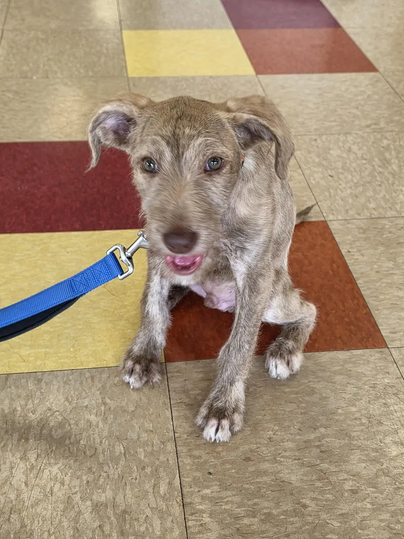 A baby medium-sized male Poodle dog named Dawson for adoption in East Peoria, IL