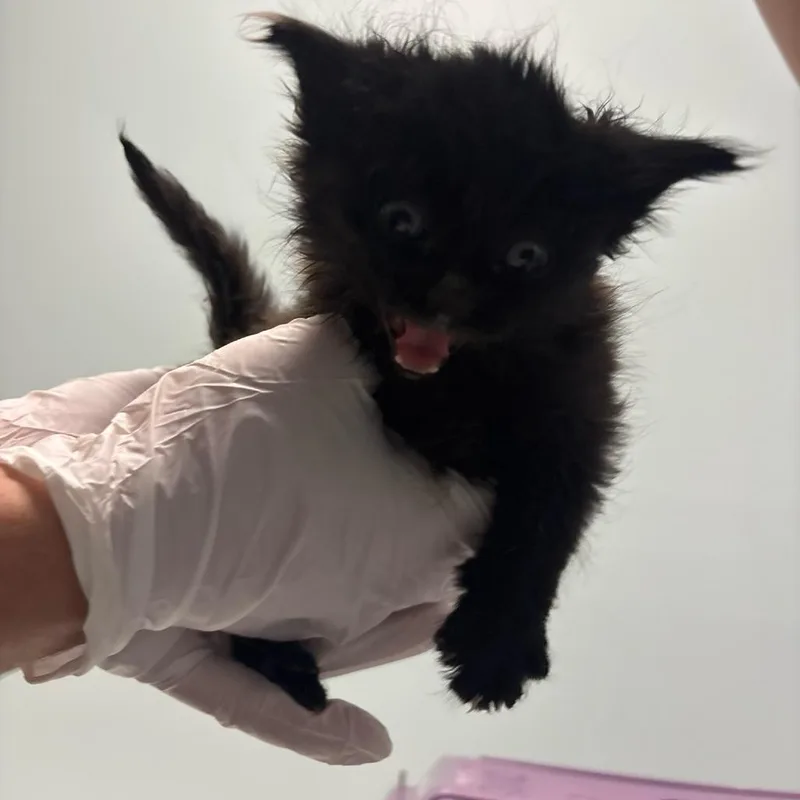 A baby small-sized male Black Domestic Medium Hair cat named Dabba for adoption in Mooresville, NC