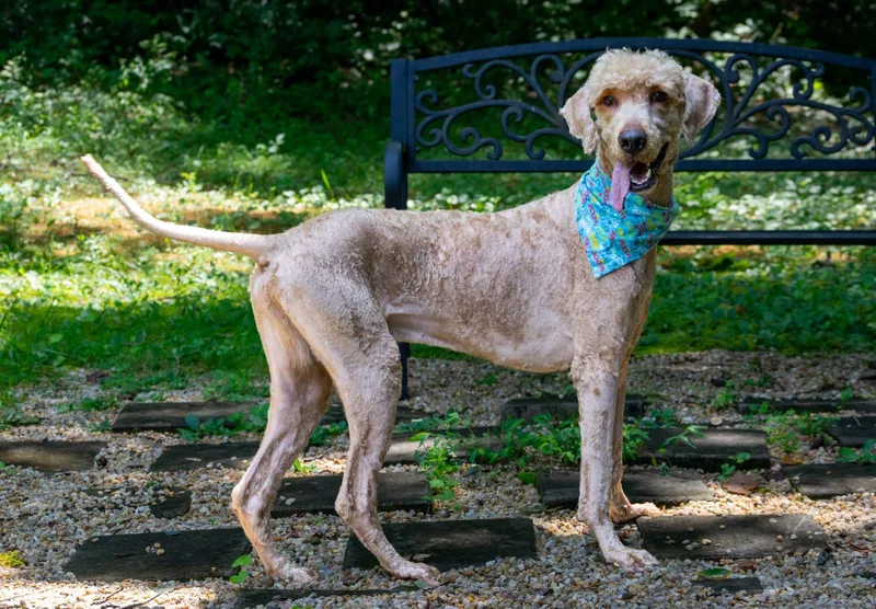 An adult medium-sized female Merle (Red) Goldendoodle dog named Cool Beans for adoption in Sevierville, TN