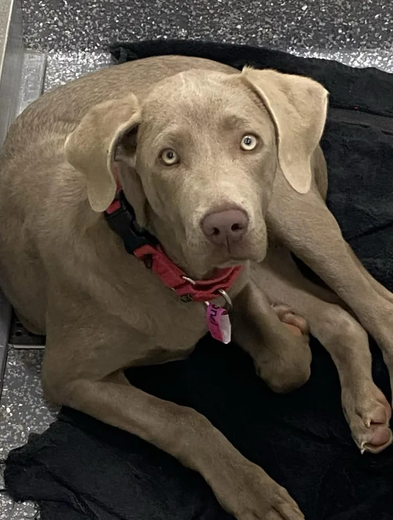 A young medium-sized female Gray / Blue / Silver Labrador Retriever dog named Cali for adoption in Las Vegas, NV