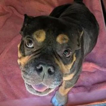 An adult medium-sized male Black Pit Bull Terrier dog named Frodo for adoption in Austin, TX
