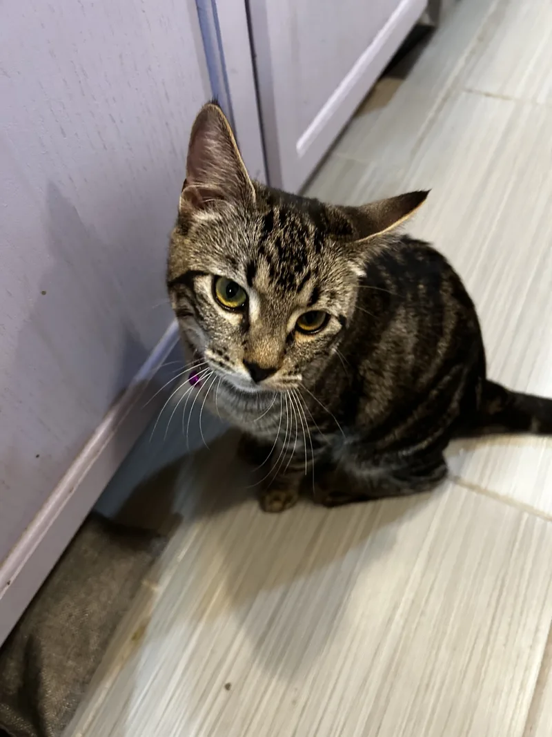 Seraphinabonded Sisters