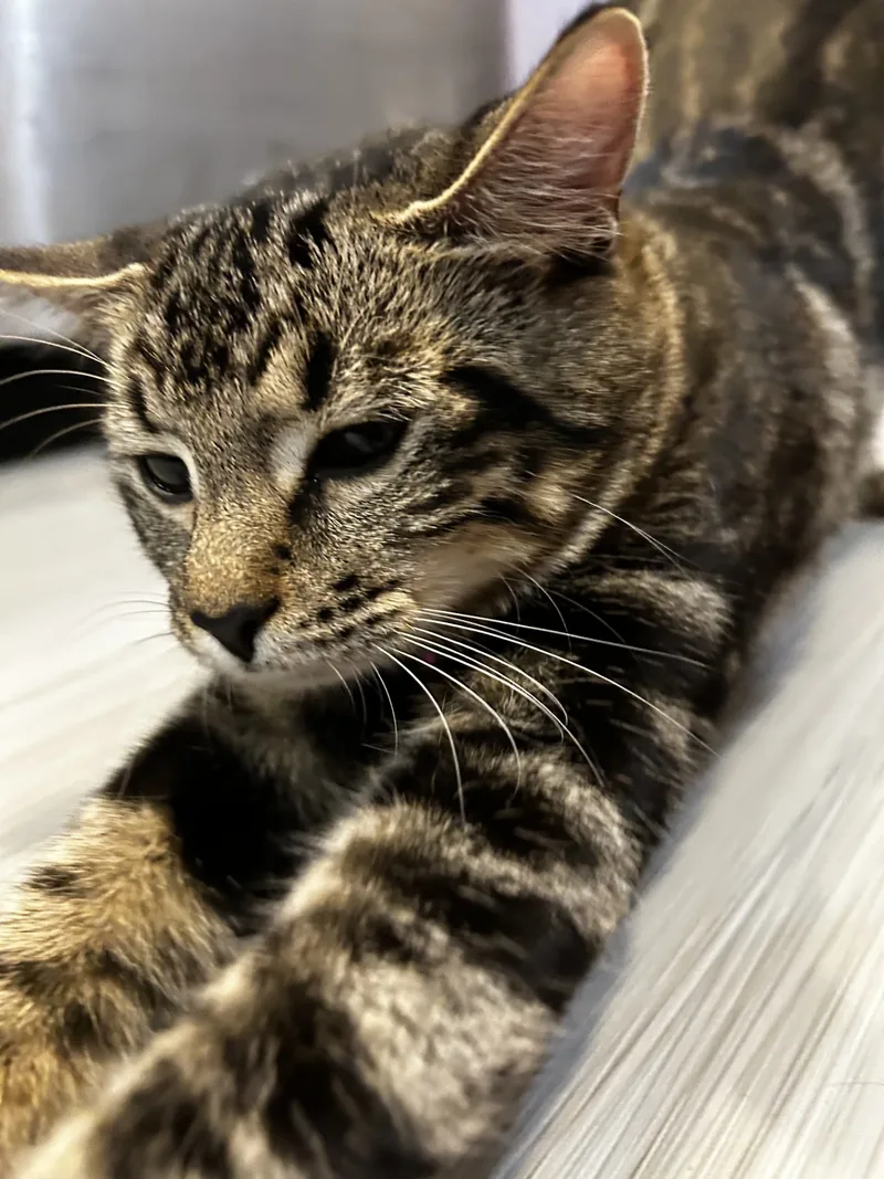 Seraphinabonded Sisters thumbnail 2