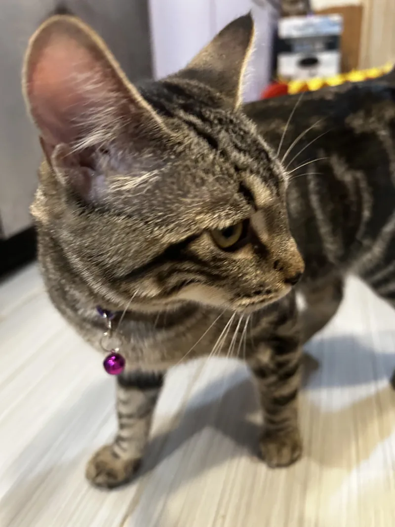 Seraphinabonded Sisters thumbnail 3